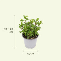 Mélange d'herbes aromatiques - 4 pièces - Ø14cm - ↕18cm Everspring