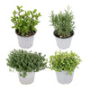 Mélange d'herbes aromatiques - 4 pièces - Ø14cm - ↕18cm Everspring