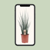 Mikado Sansevieria Bois de Fougère - Ø19cm - ↕80cm Everspring