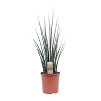 Mikado Sansevieria Bois de Fougère - Ø19cm - ↕80cm Everspring