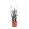 Mikado Sansevieria Bois de Fougère - Ø19cm - ↕80cm Everspring
