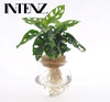 Monstera Adansonii en Bolglas + Klikkurk - Ø12cm - ↕25cm Everspring