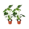 Monstera Deliciosa - 2 pièces - Ø14cm - ↕45cm - GREEN OASIS - SHOP