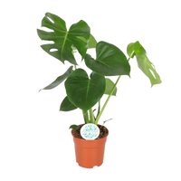 Monstera Deliciosa - Ø17cm - ↕55cm Everspring