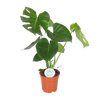 Monstera Deliciosa - Ø17cm - ↕55cm Everspring
