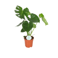 Monstera Deliciosa - Ø17cm - ↕55cm Everspring