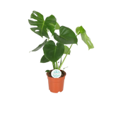 Monstera Deliciosa - Ø17cm - ↕55cm Everspring