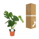 Monstera Deliciosa - Ø17cm - ↕55cm Everspring