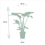Monstera Deliciosa - Ø21cm - ↕75cm + Alocasia Zebrina - Ø19cm - ↕75cm + Strelitzia Nicolai - Ø19cm - ↕85cm Everspring