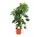 Monstera Deliciosa - Ø24cm - ↕105cm Everspring