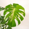 Monstera Deliciosa + Pot Mayk Plomb - ↨80cm - Ø21cm Everspring