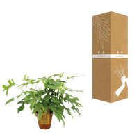 Monstera Minima - Ø15cm - ↕25cm Everspring