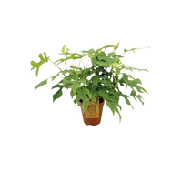 Monstera Minima - Ø15cm - ↕25cm Everspring