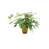 Monstera Minima - Ø15cm - ↕25cm Everspring