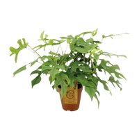 Monstera Minima - Ø15cm - ↕25cm Everspring