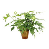 Monstera Minima - Ø15cm - ↕25cm Everspring