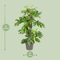 Monstera Minima - Ø19cm - ↕80cm Everspring