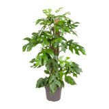 Monstera Minima - Ø19cm - ↕80cm Everspring