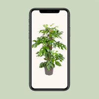 Monstera Minima - Ø19cm - ↕80cm Everspring