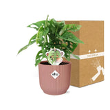 Monstera « Monkey Leaf » + pot ELHO Vibes Fold 14 cm rose - GREEN OASIS - SHOP