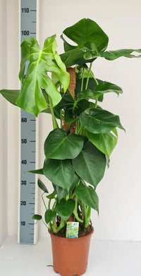 Monstera Mosstok 90cm. - GREEN OASIS - SHOP
