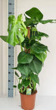 Monstera Mosstok 90cm. - GREEN OASIS - SHOP