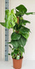 Monstera Mosstok 90cm. - GREEN OASIS - SHOP
