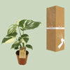 Monstera Thai Constellation - Ø15cm - ↕50cm Everspring