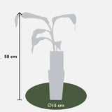 Musa Basjoo - Ø15cm - ↕50cm - GREEN OASIS - SHOP