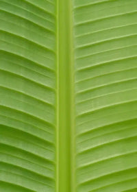 Musa Basjoo - Ø15cm - ↕50cm - GREEN OASIS - SHOP