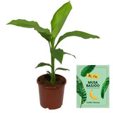 Musa Basjoo - Ø15cm - ↕50cm - GREEN OASIS - SHOP