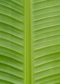 Musa Basjoo - Ø15cm - ↕50cm - GREEN OASIS - SHOP