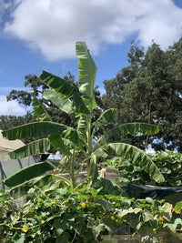 Musa Basjoo - Ø15cm - ↕50cm - GREEN OASIS - SHOP