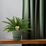 Nephrolepis Green Lady - Ø17cm - ↕40cm Everspring