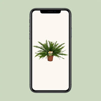 Nephrolepis Green Lady - Ø17cm - ↕40cm Everspring