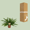 Nephrolepis Green Lady - Ø17cm - ↕40cm Everspring