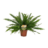 Nephrolepis Green Lady - Ø17cm - ↕40cm Everspring
