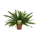 Nephrolepis Green Lady - Ø17cm - ↕40cm Everspring
