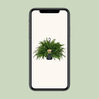 Nephrolepis Green Lady - Ø20cm - ↕60cm Everspring