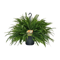 Nephrolepis Green Lady - Ø20cm - ↕60cm Everspring