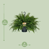 Nephrolepis Green Lady - Ø20cm - ↕60cm Everspring