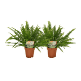 Nephrolepis krulvaren - 2 pièces - ø12 - ↕30cm - GREEN OASIS - SHOP