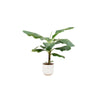 Offre combinée - Bananier (Musa) + pot Elho Jazz Round blanc Ø23 - 100 cm Everspring