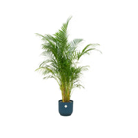 Offre combinée - Palmier d'Arec + Pot Elho Vibes Fold rond bleu Ø30 - 160 cm - GREEN OASIS - SHOP