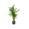 Offre combinée - Palmier d'Arec + Pot Elho Vibes Fold rond bleu Ø30 - 160 cm - GREEN OASIS - SHOP
