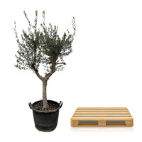 Olea Europaea Cultivo - 220cm - Ø40 - GREEN OASIS - SHOP Plantes vertes originales livrées à votre domicile