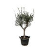 Olea Europaea Cultivo - 220cm - Ø40 - GREEN OASIS - SHOP Plantes vertes originales livrées à votre domicile