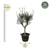 Olea Europaea Cultivo - 220cm - Ø40 - GREEN OASIS - SHOP Plantes vertes originales livrées à votre domicile