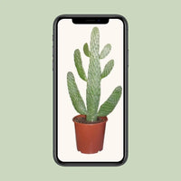 Opuntia Consolea - Ø17cm - ↕55cm - GREEN OASIS - SHOP