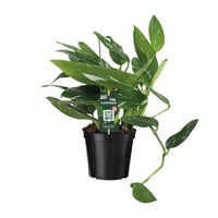 Orteil de Cobra Philodendron - Ø17cm - ↕50cm Everspring